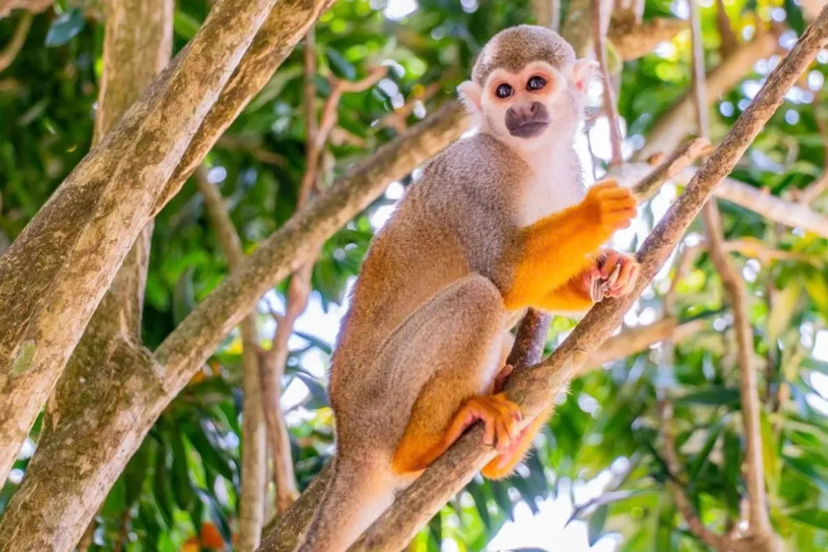 Monkey Land más visita a plantación local - Imagen 2