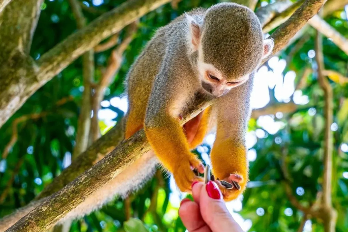 Monkey Land más visita a plantación local - Imagen 5