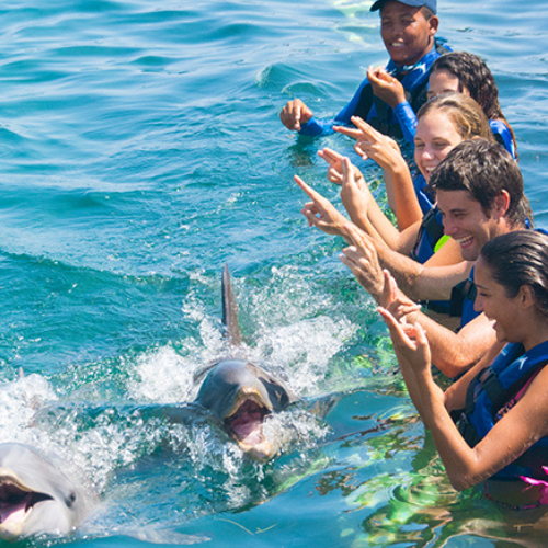 dolphin explorer