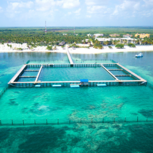 Real Reef and Marine Explorer