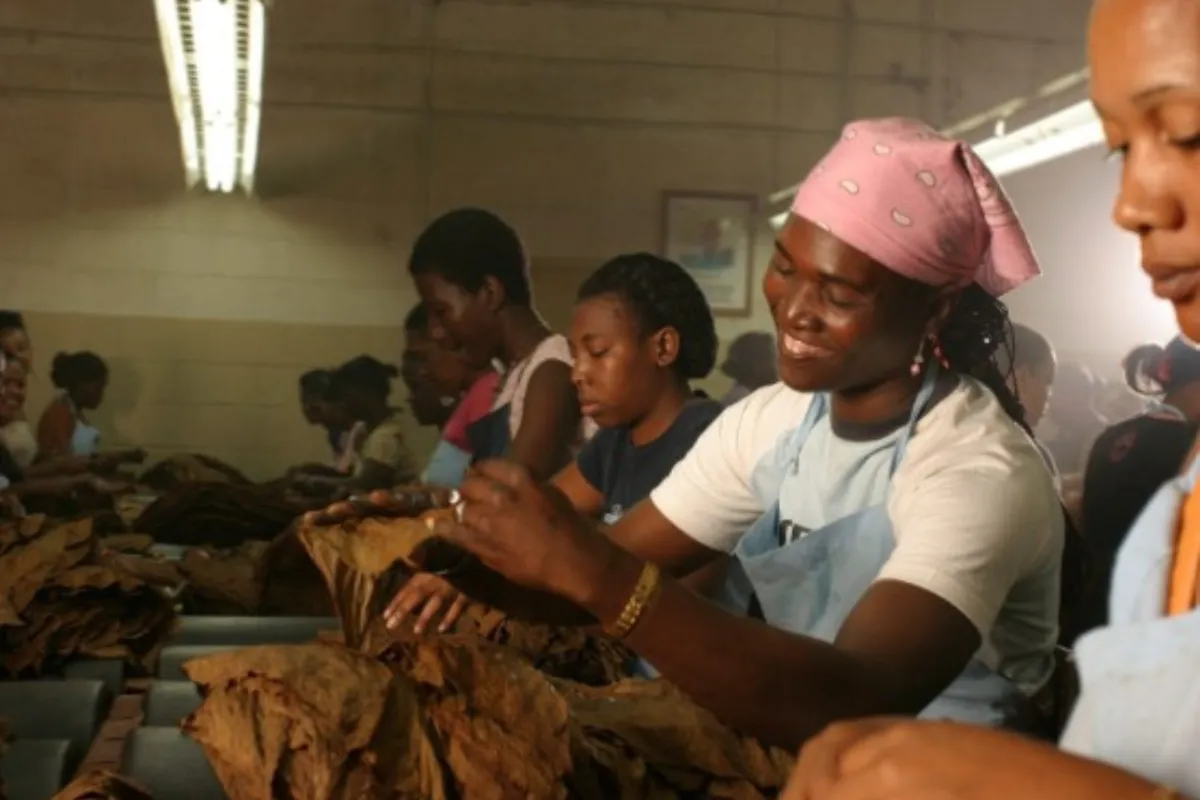 Experiencia de Ron y Tabaco Dominicano - Imagen 5