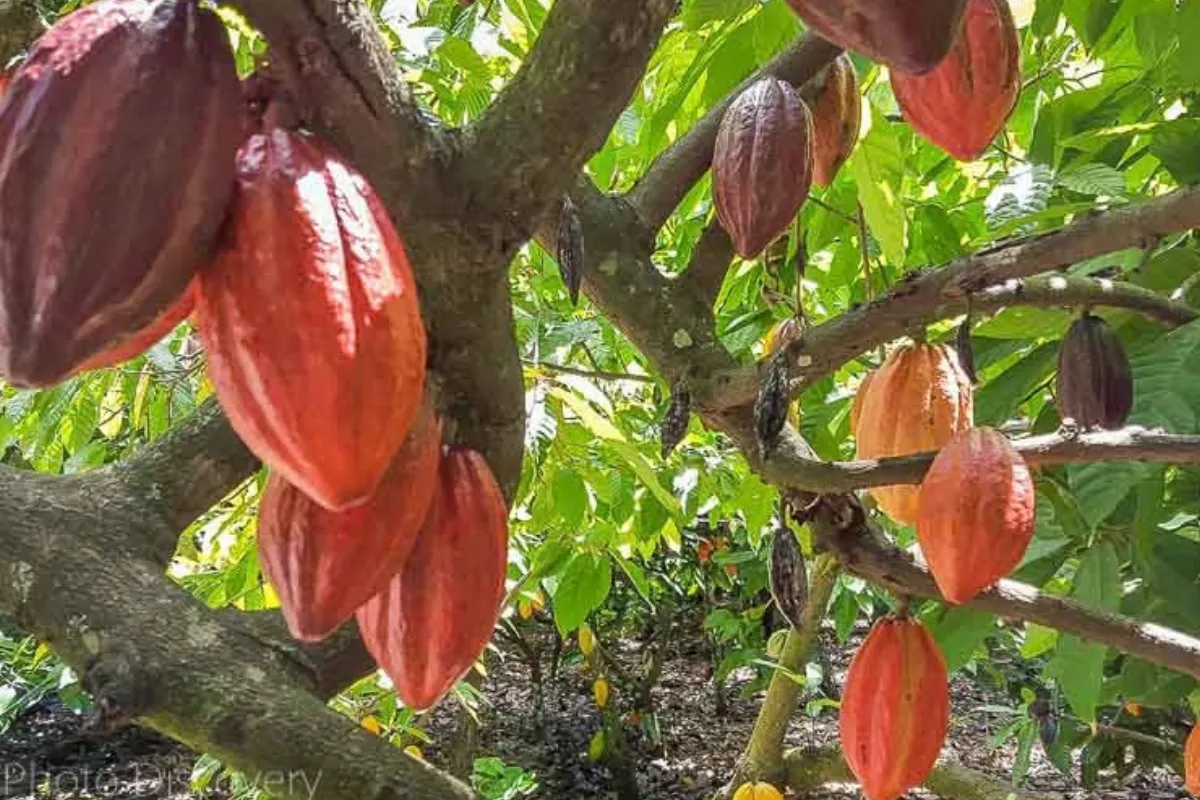 Explora el cacao dominicano - Imagen 4