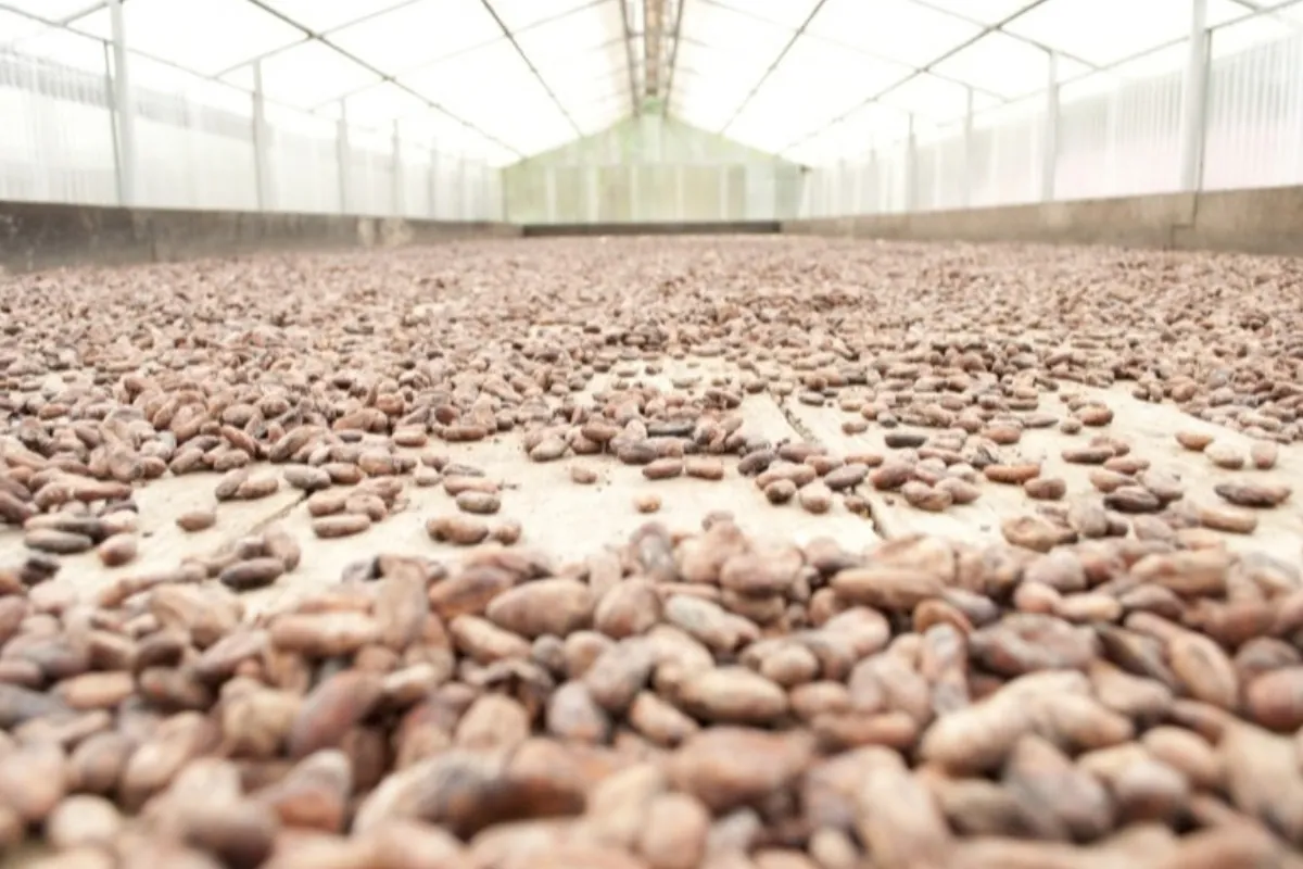 Explora el cacao dominicano - Imagen 5